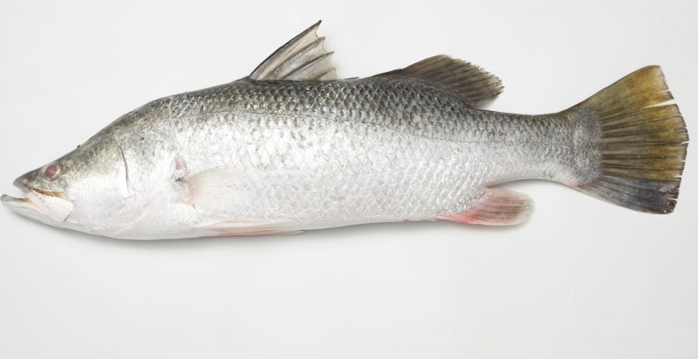 Barramundi Fillet Modha Skin On 1 Kg Fresh Harvest